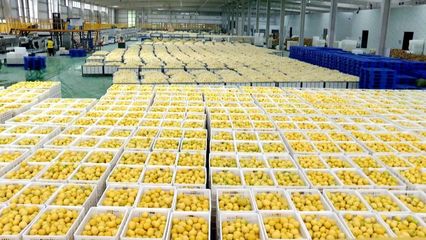我們的2022 | 特色農(nóng)產(chǎn)品賦能鄉(xiāng)村振興 撐起縣域經(jīng)濟(jì)新引擎