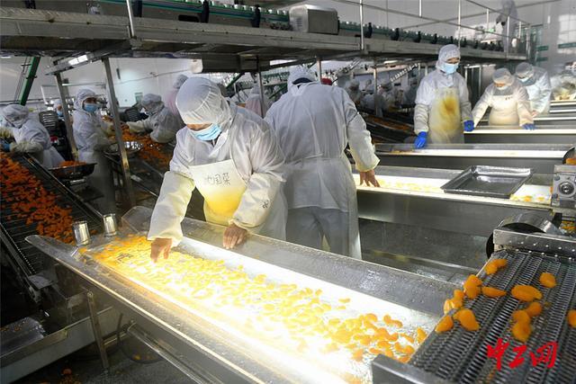 湖北宜昌:柑橘加工企業生產忙
