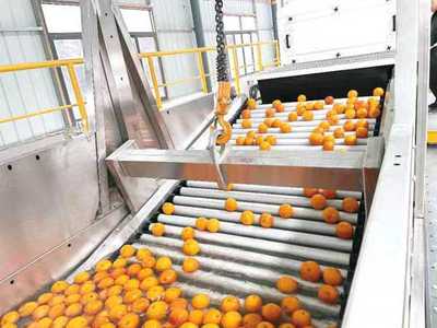 三峽庫區(qū)首個全功能柑橘加工生產線正式投入運營