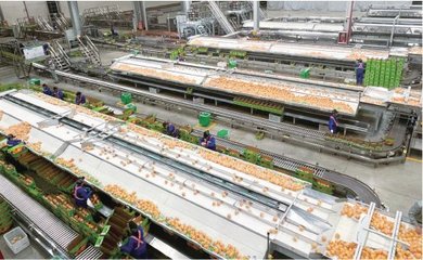 某企業生產車間內,機械化作業線正在對贛南臍橙進行品質分選。 農民日報·中國農網記者 丁樂坤 攝